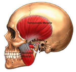 jaw-muscles